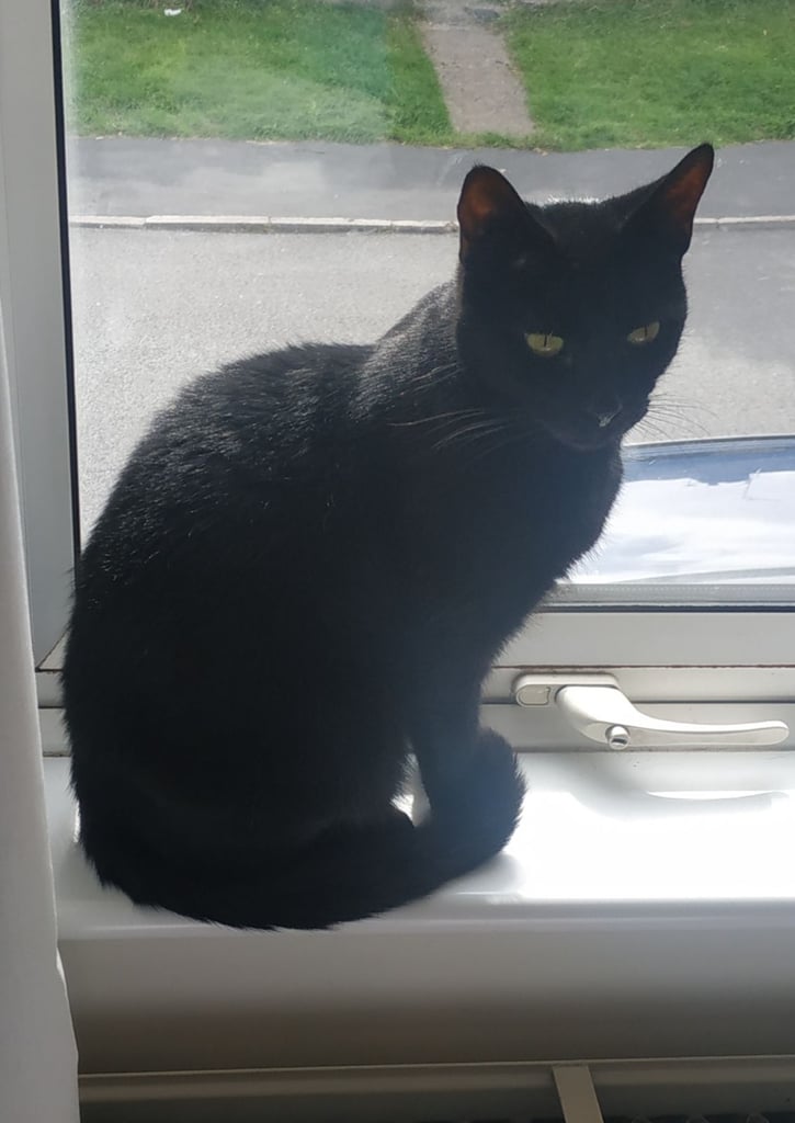 Lost Cat