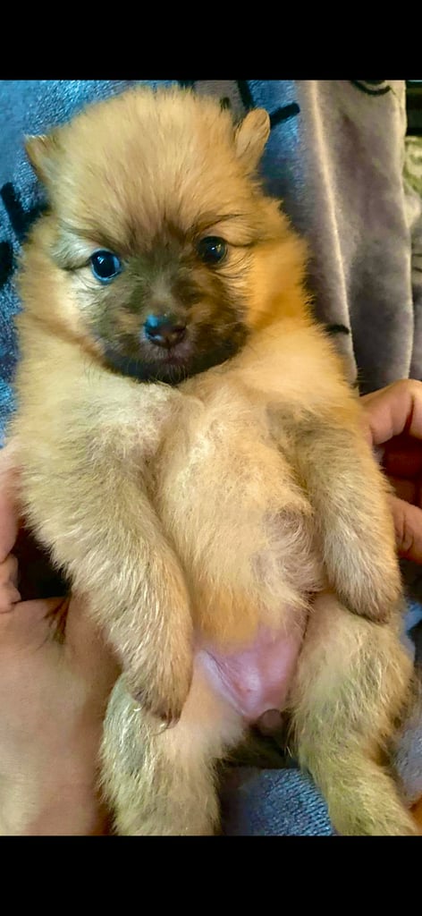  Beautiful  Pomeranian puppies sells 