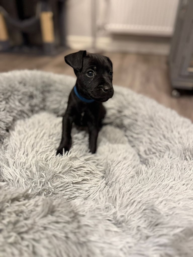 Full Patterdale terrier puppies available now