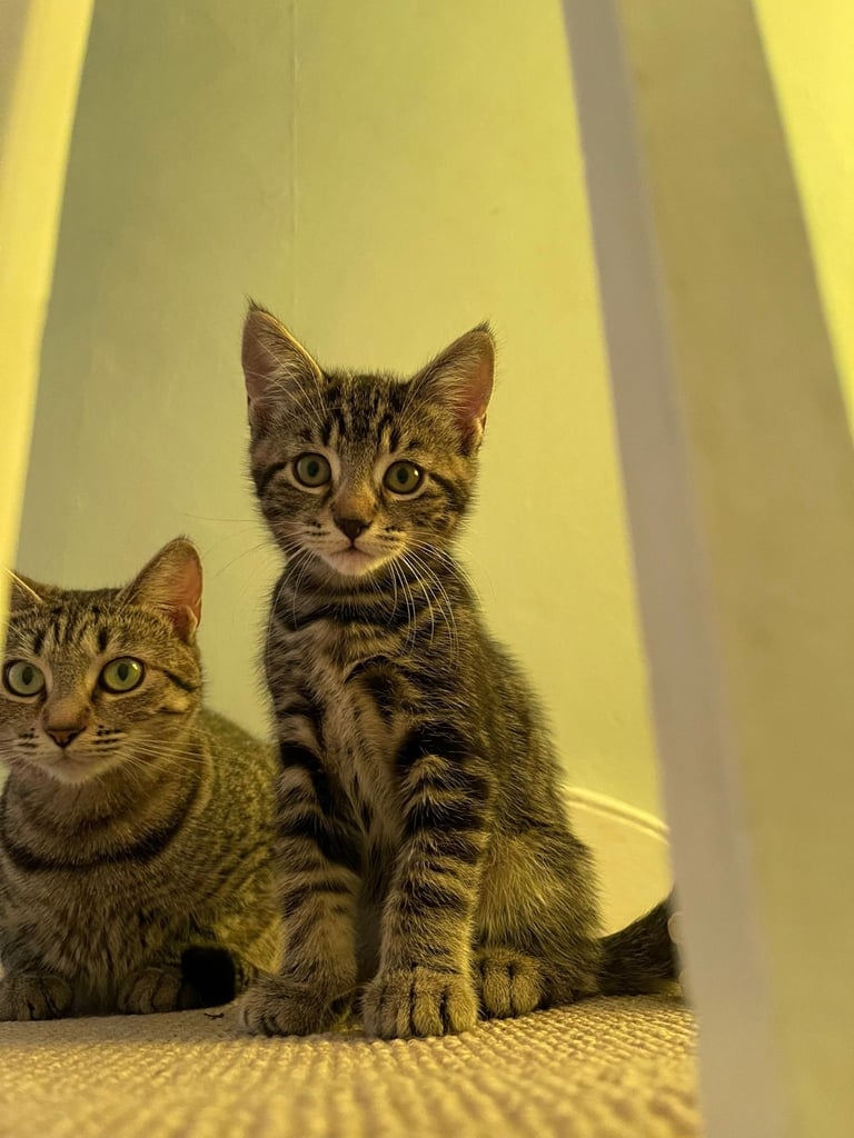 Cats to sale/they have already been sold