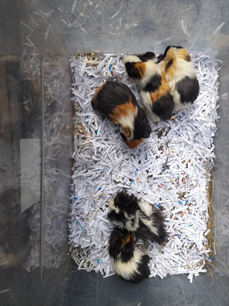 Baby guinea pigs for sale 