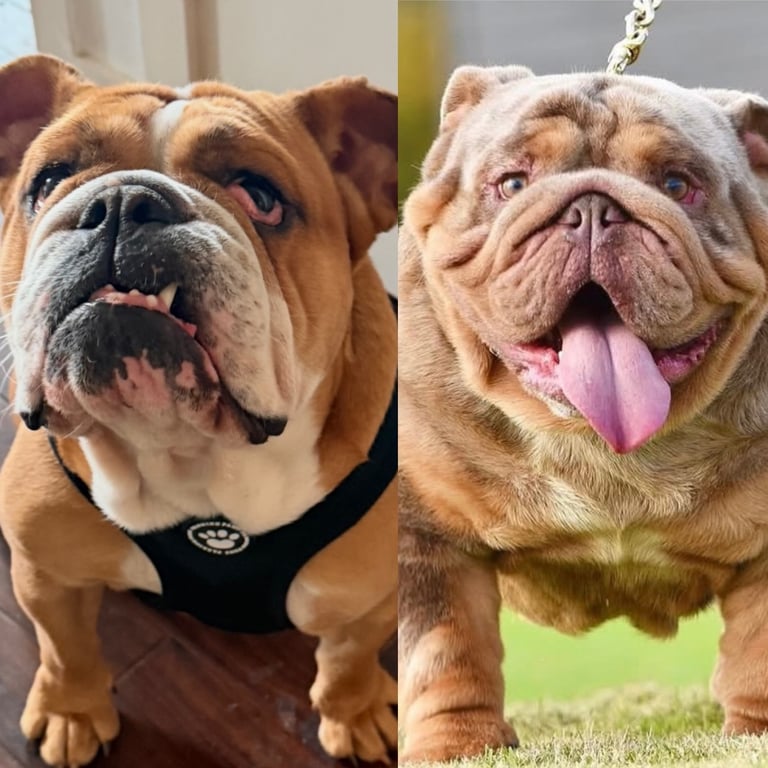 Beautiful Female English Bulldog Puppy 🩷
