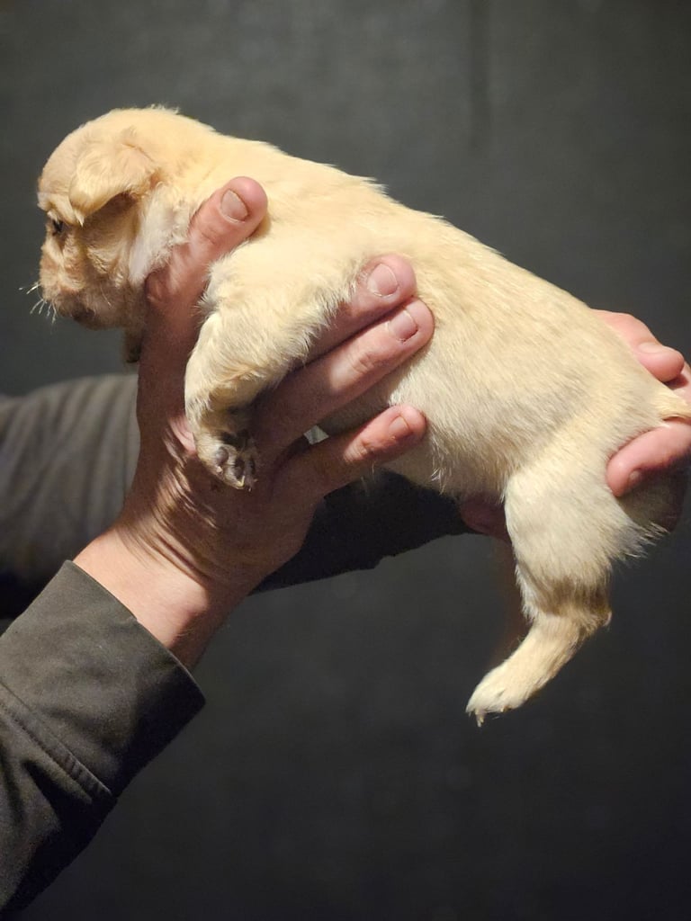 8 beautiful fluffy frenchies 