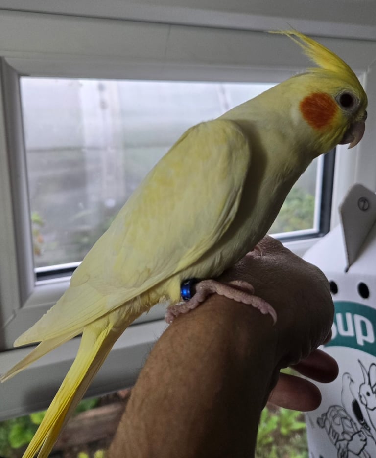Lutino Cockatiel – Ultra Tame, Hand-Fed, No DNA test, Collection Only