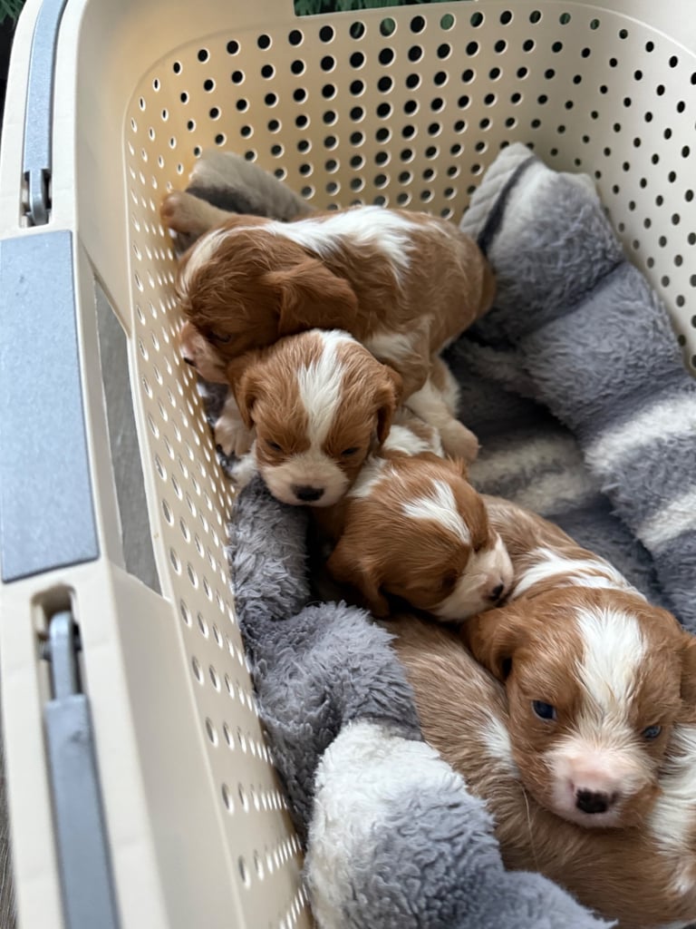 King Charles puppies only 3boy left 