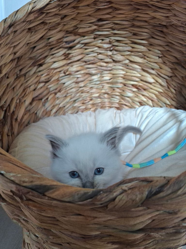 Ragdoll kittens 