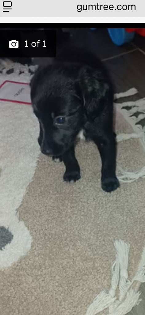 image for Cockapoo Cross