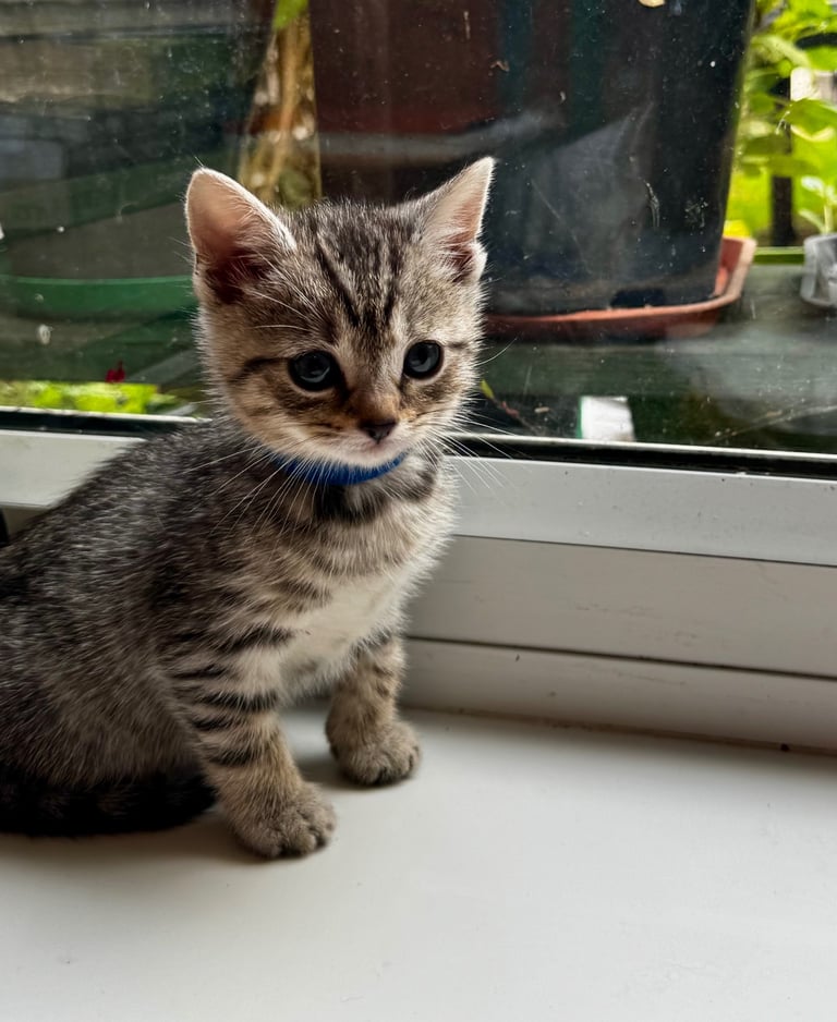 image for British short hair kittens 