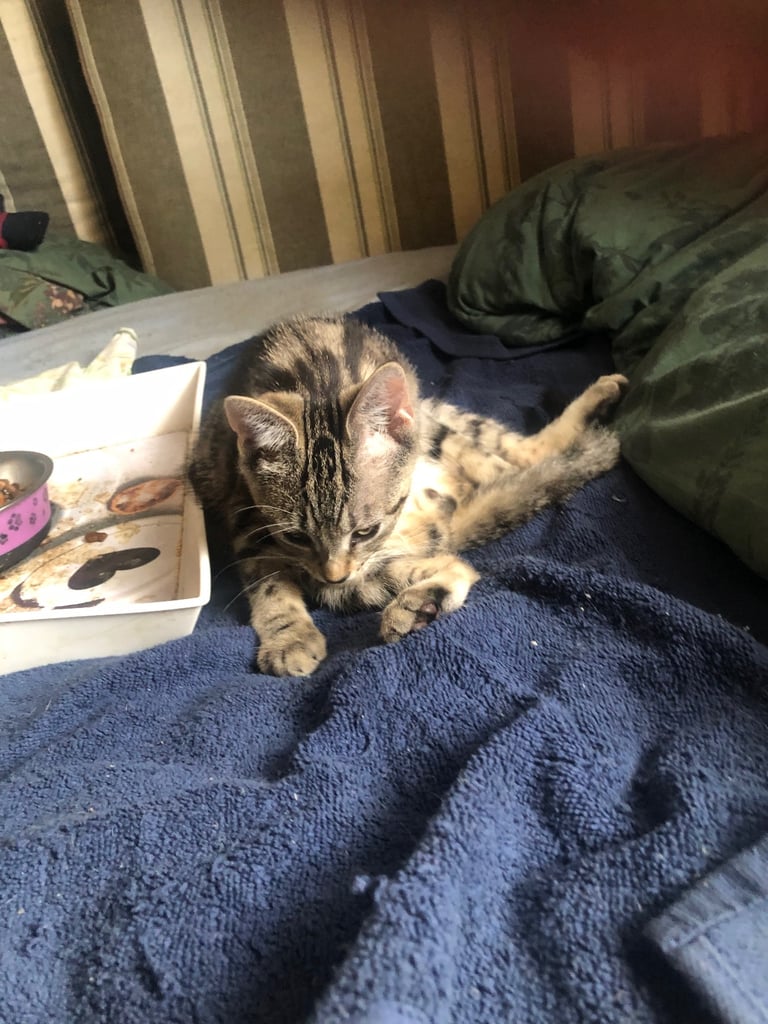 Bengal cross kitten male 