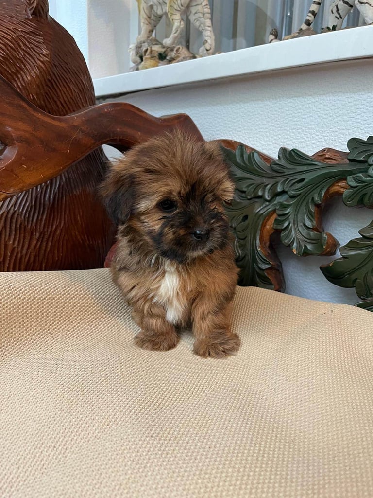 Shih tzu x yorkie