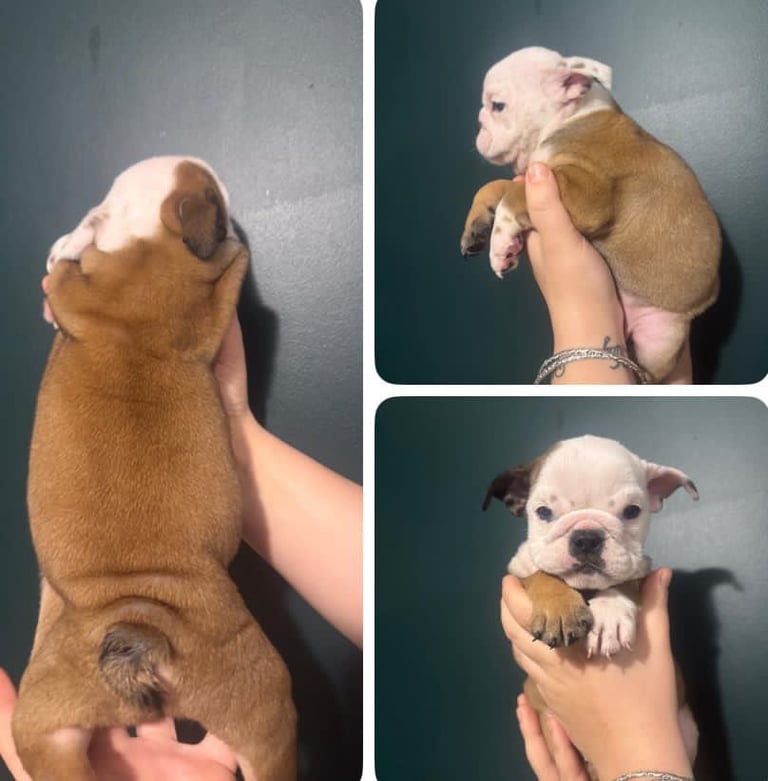 British bulldog puppies 