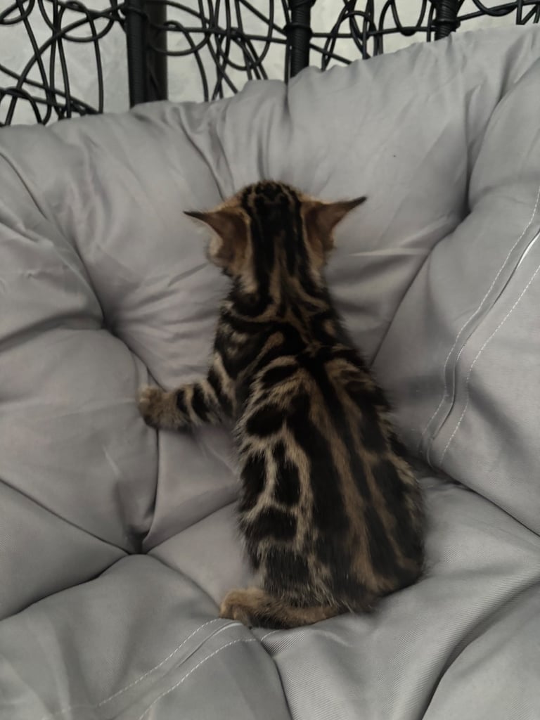 🐾Gorgeous Pure Bengals Ready Now🐾