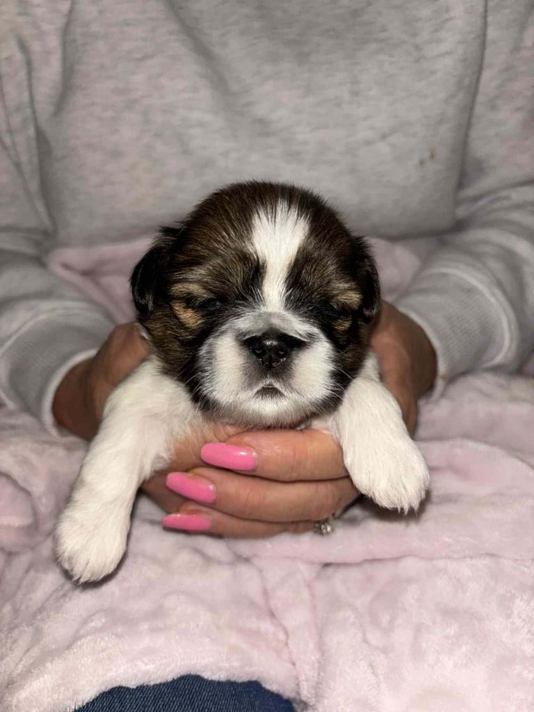 Shihtzu puppies