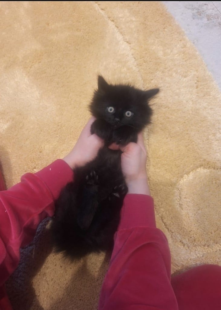 Kittens long and short haired