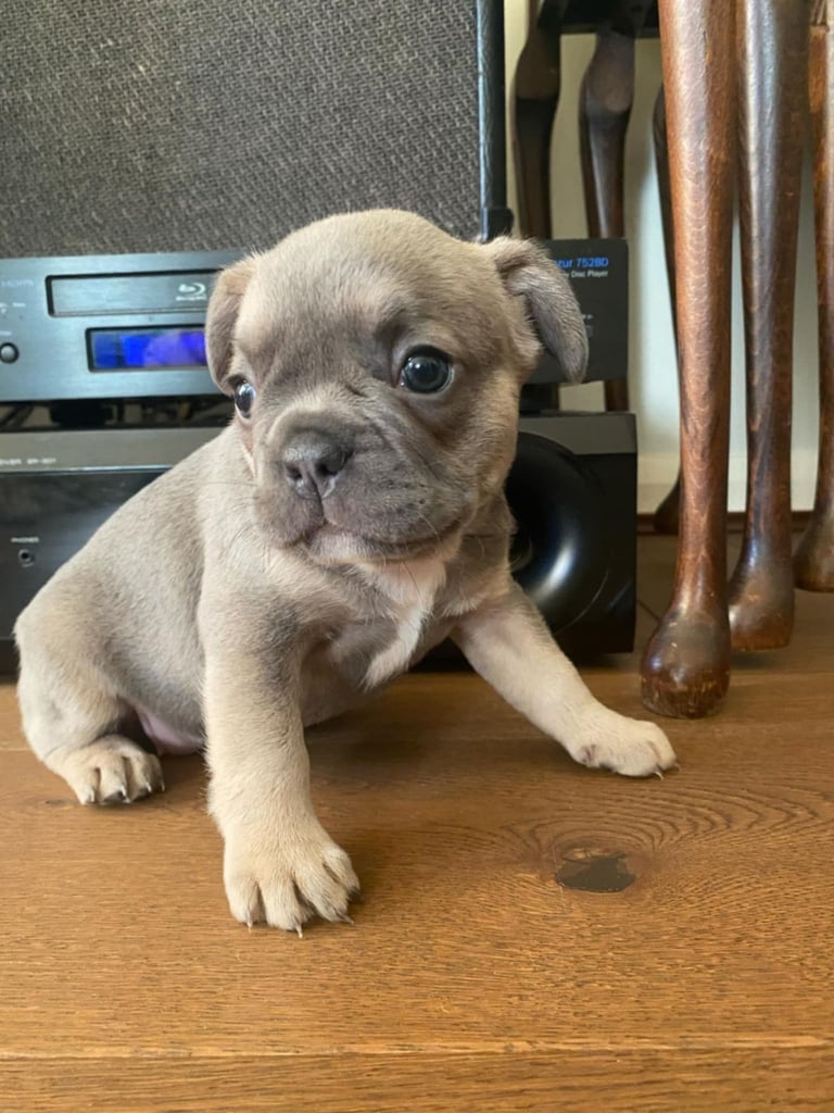 French bulldog puppies for sale 1 male and 3 females left