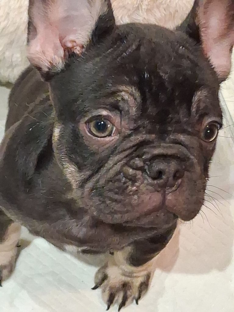 French bulldogs
