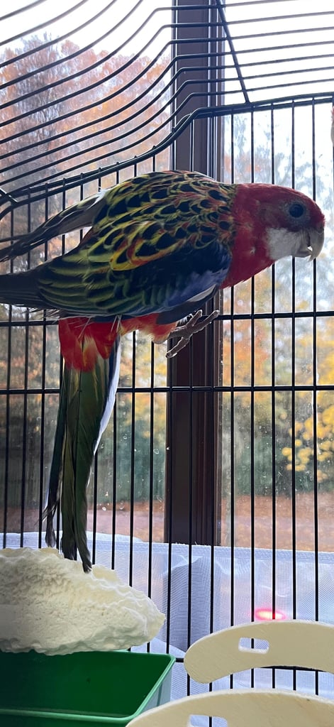 image for Bird for sale