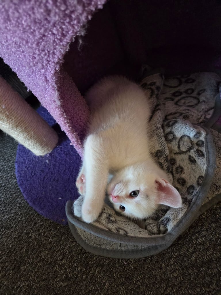 4 beautiful kittens ready for there new home