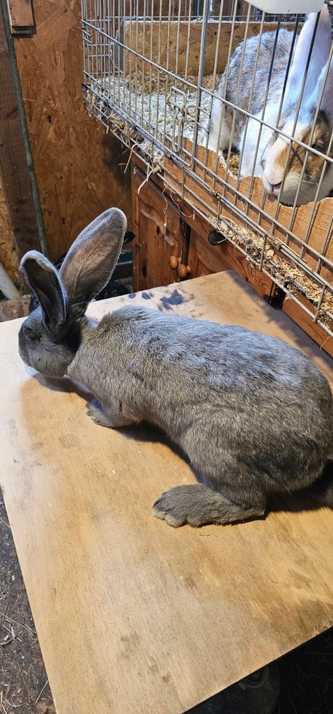 Continental Giant Merle Rabbits Rabbit