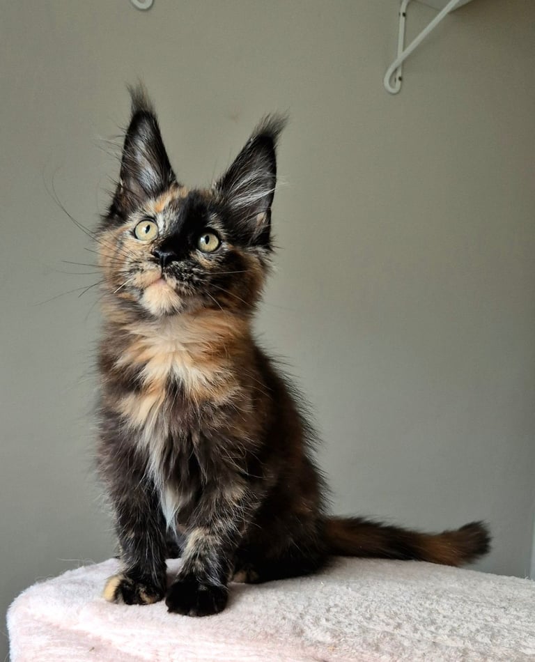 Maine coon gccf reg