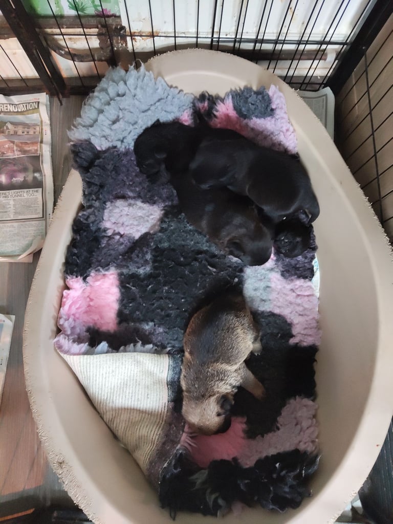 Pug x border terrier pups ready 21st nov 
