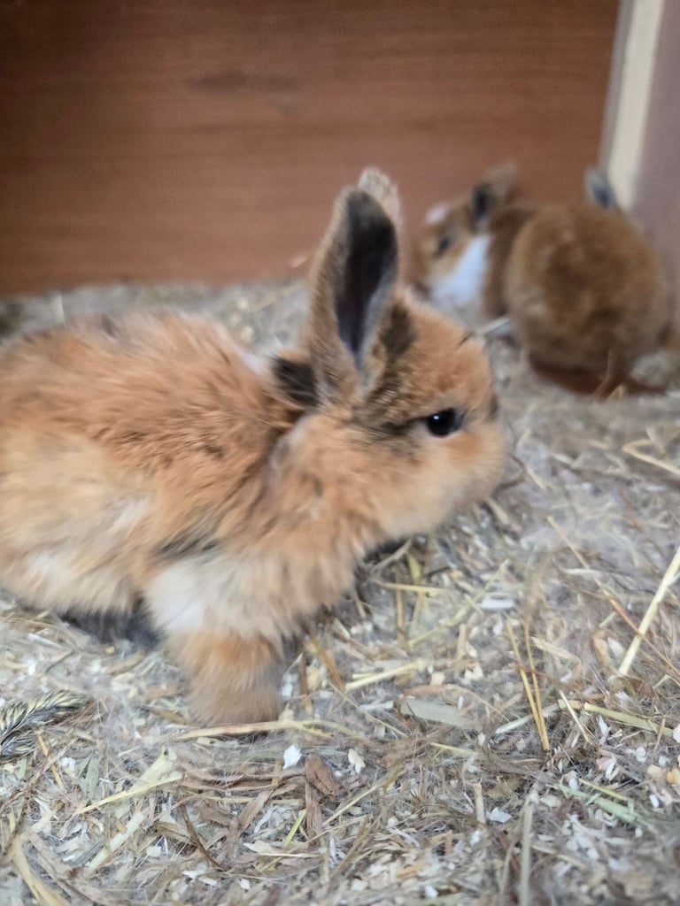 Baby Rabbits Available from 17th Nov 
