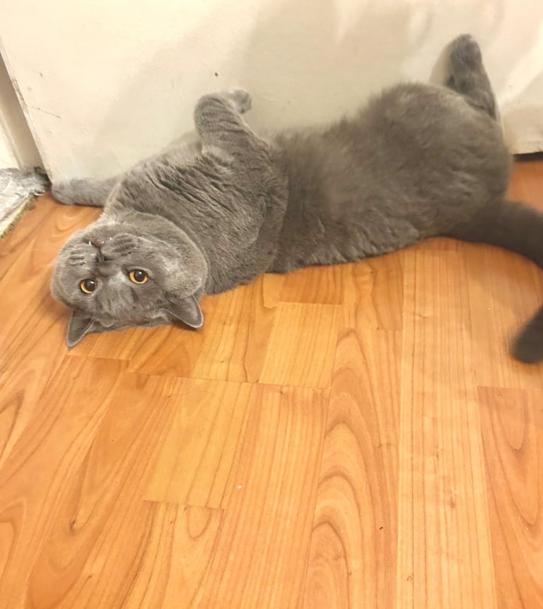 Beautiful British Shorthaired Cat Kitten