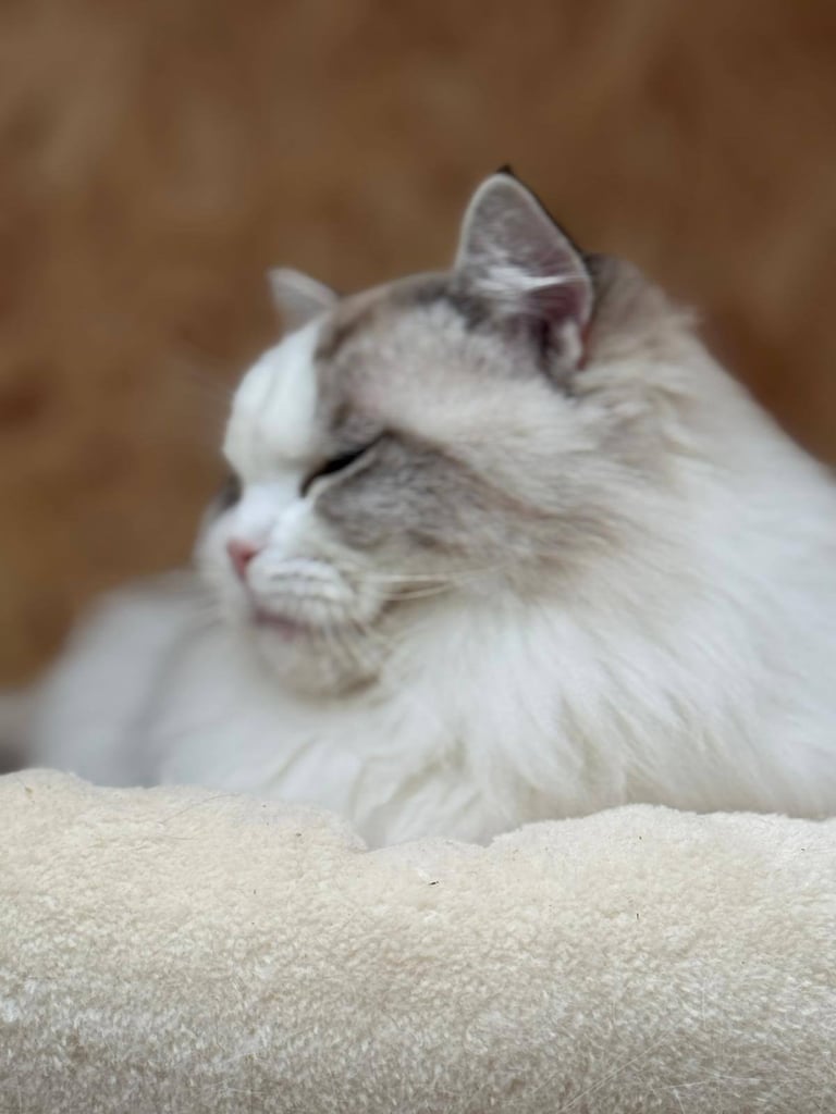 image for Female Ragdoll Tica register 