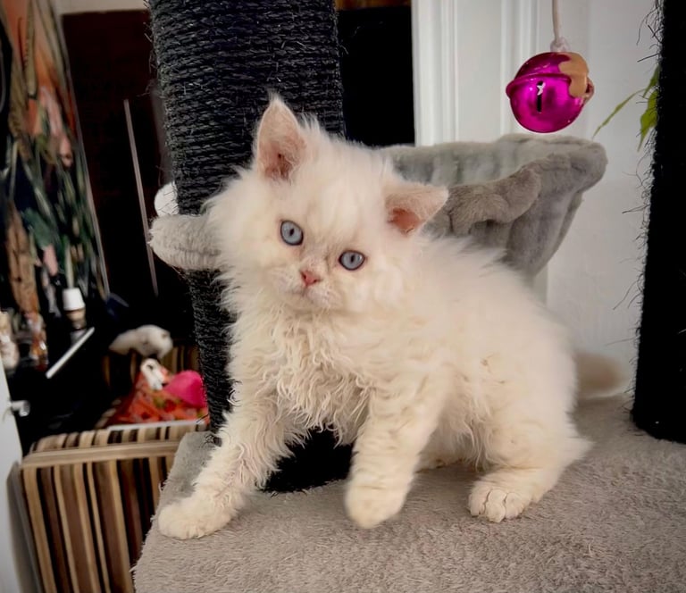 SELKIRK REX KITTENS READY NOW