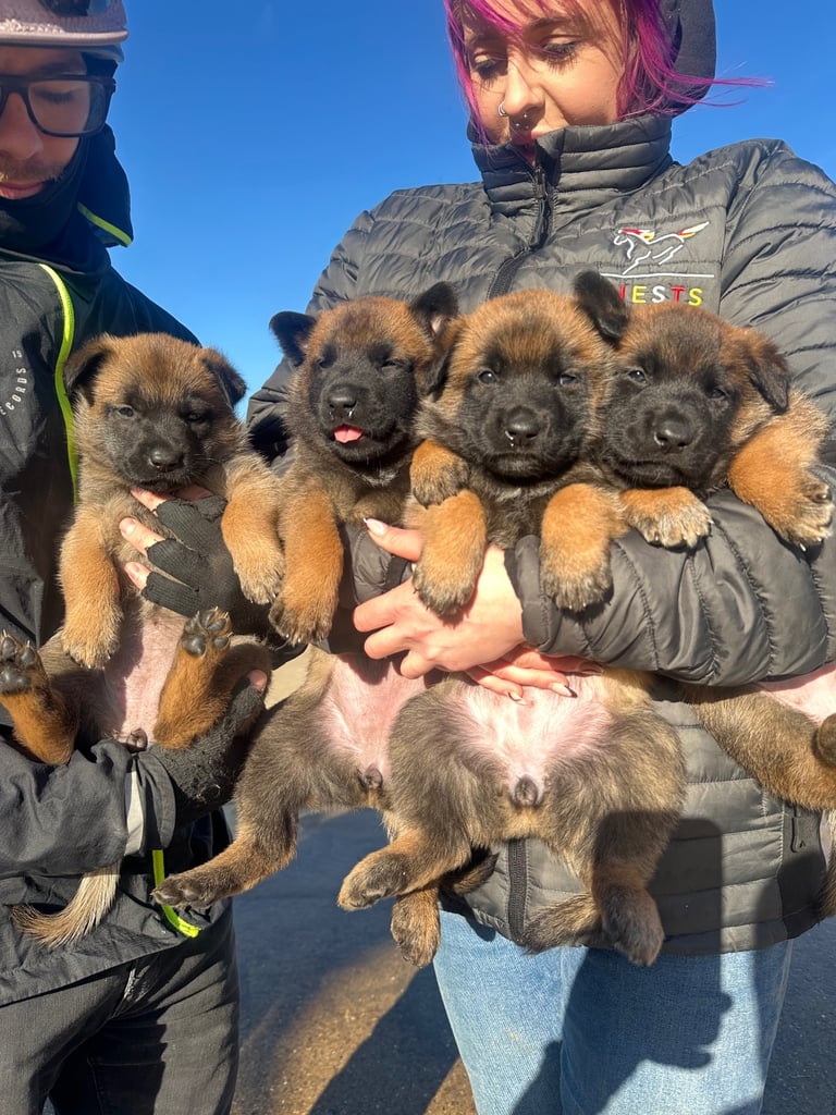 🐾🐾Belgium Malinios pups🐾🐾