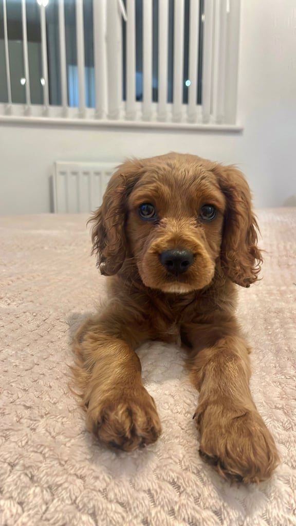 Rehome F1 Male Cavapoo Puppy.