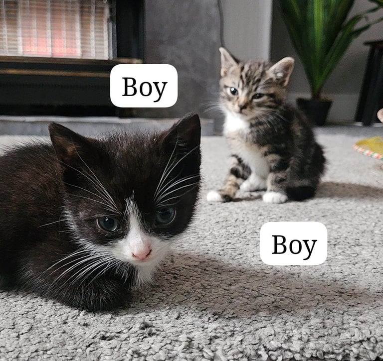 3 × kittens - deflead - litter trained