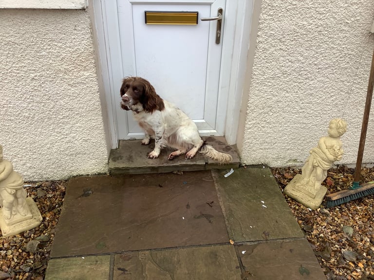 Springer Spaniel ( Girl )