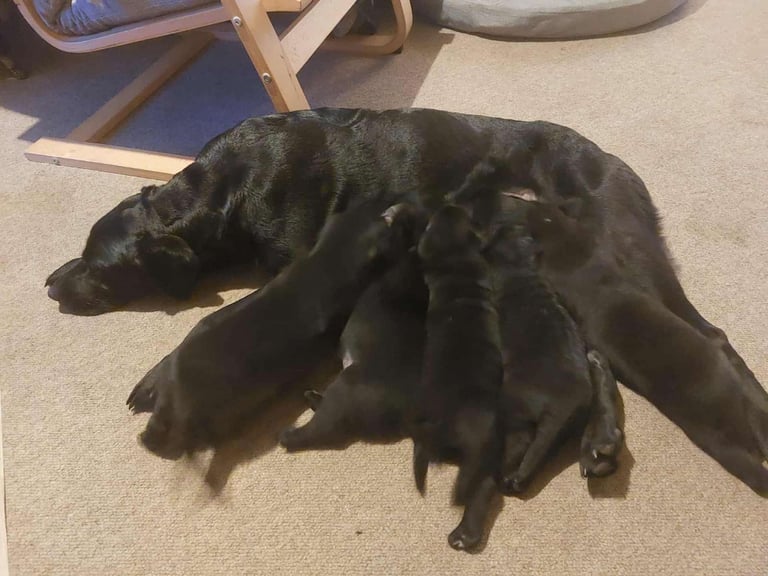 Labrador Mix Breed