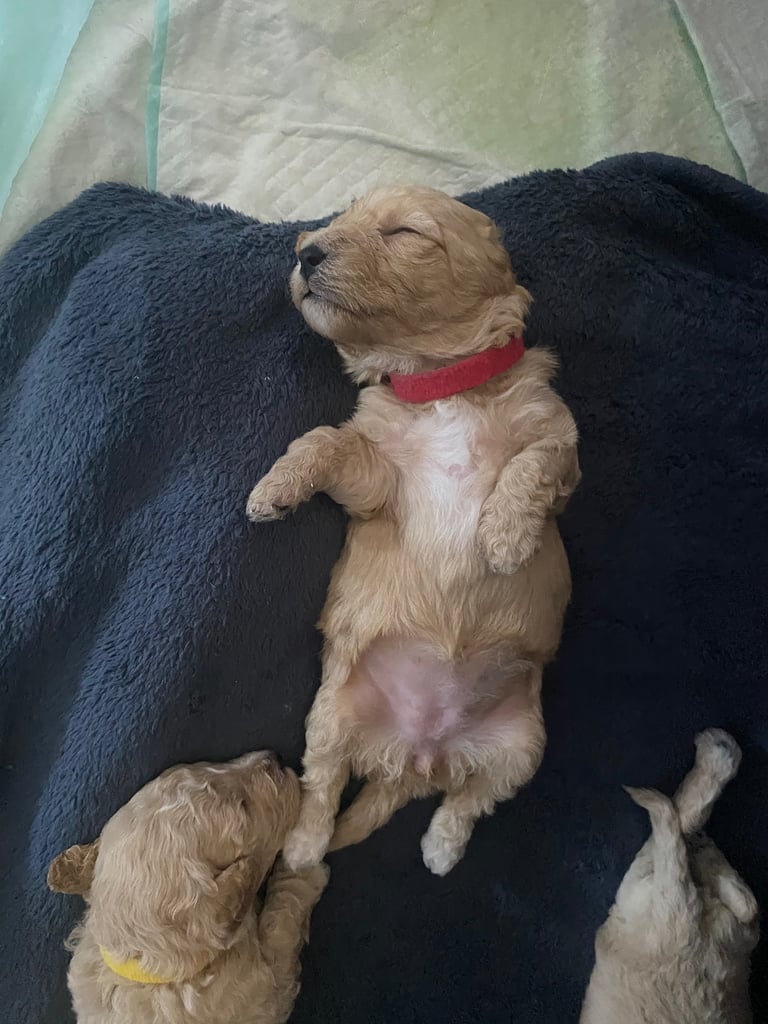 Cockapoo x Maltipoo pups