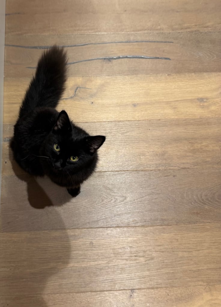 Affectionate, black Siberian-mix  11 months kitten