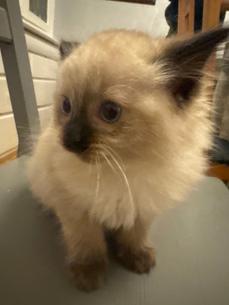 Ragdoll kitten Male 