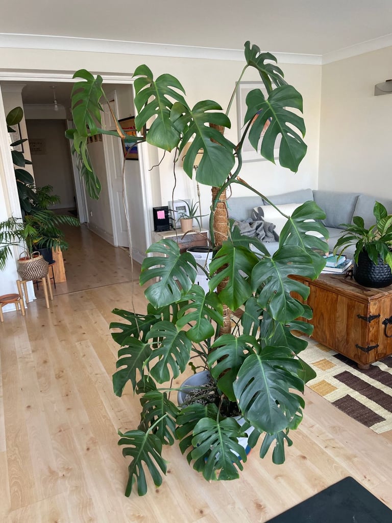 Beautiful Monstera Deliciosa