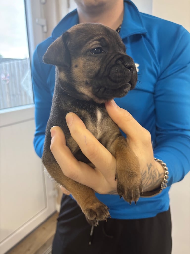 Bulldog/staffy mix 