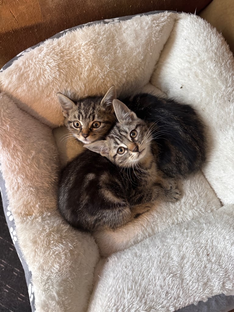 tabby kittens