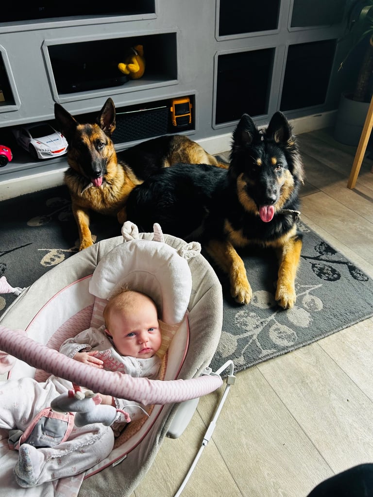  6 German Shepherd puppies 