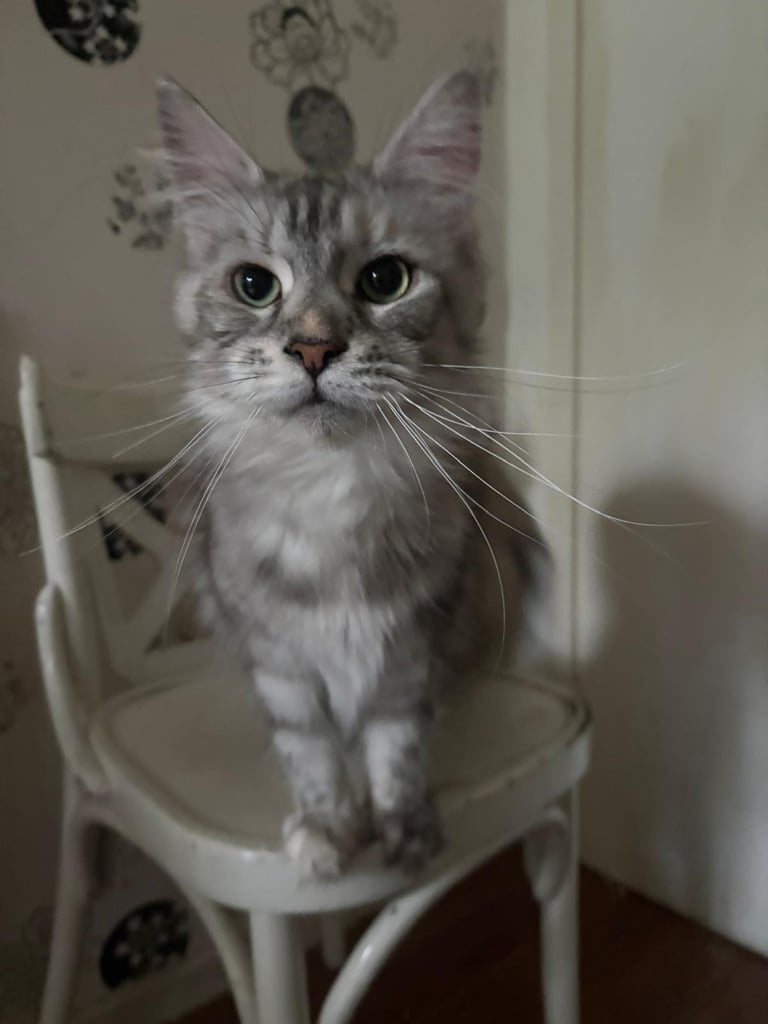 Sweetest Loving Maine Coon Female 