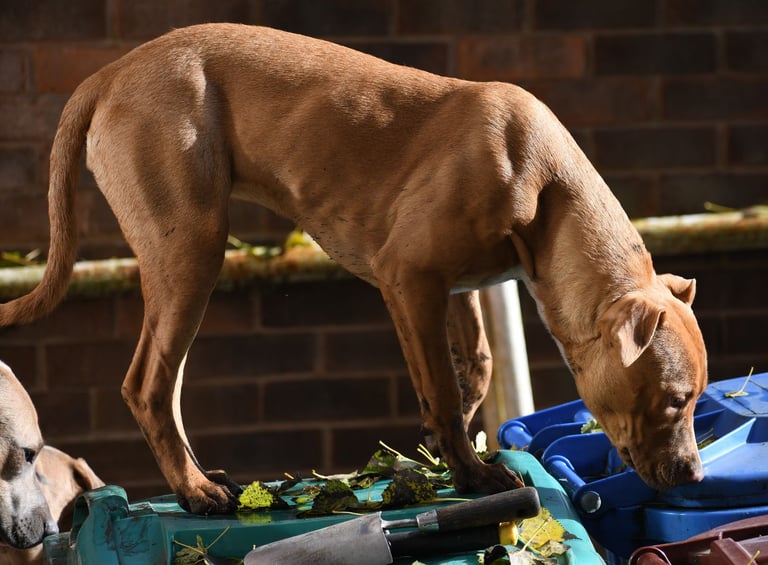 Lurcher Mix Pup age 6 months