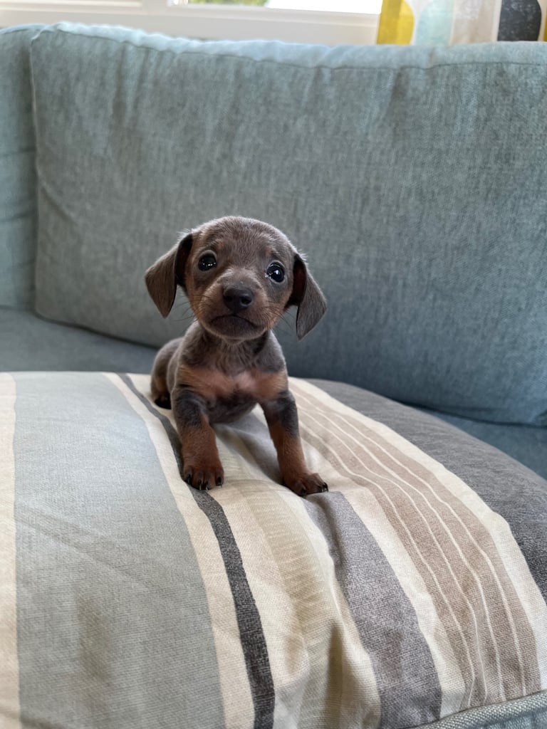 Miniature dachshund ONLY 3 left 