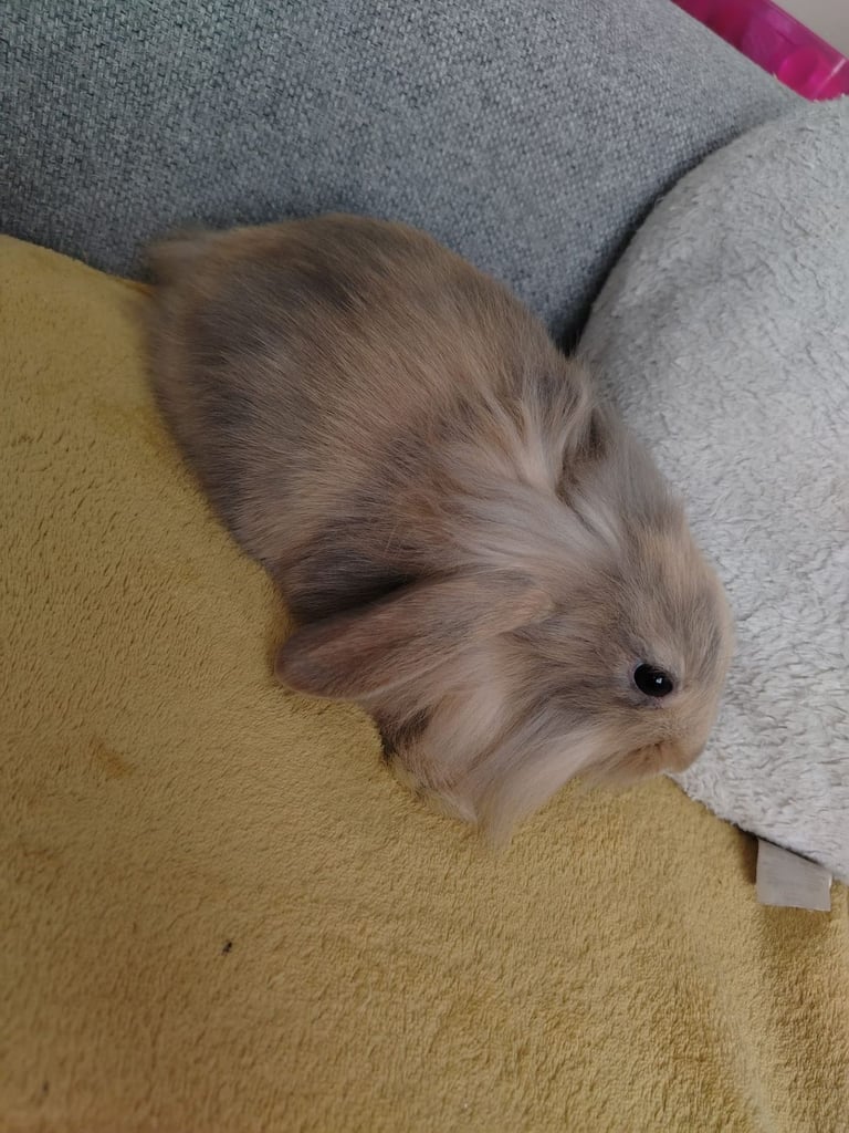 Mini lop x lionhead baby bunnies