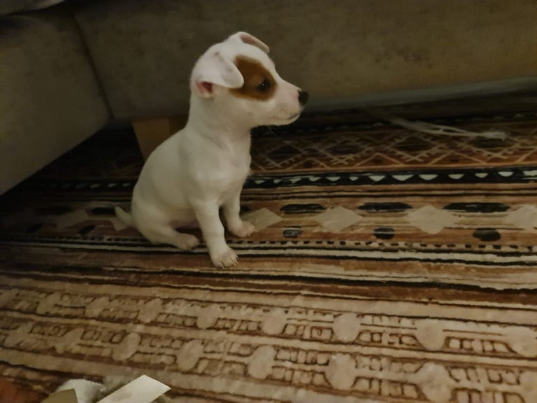 Miniture pomchi puppies 