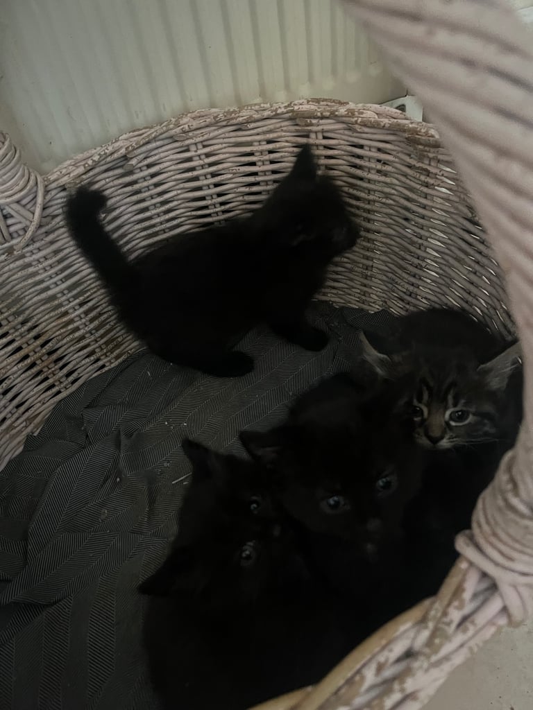 Fluffy Kittens For Sale (1 LEFT) 