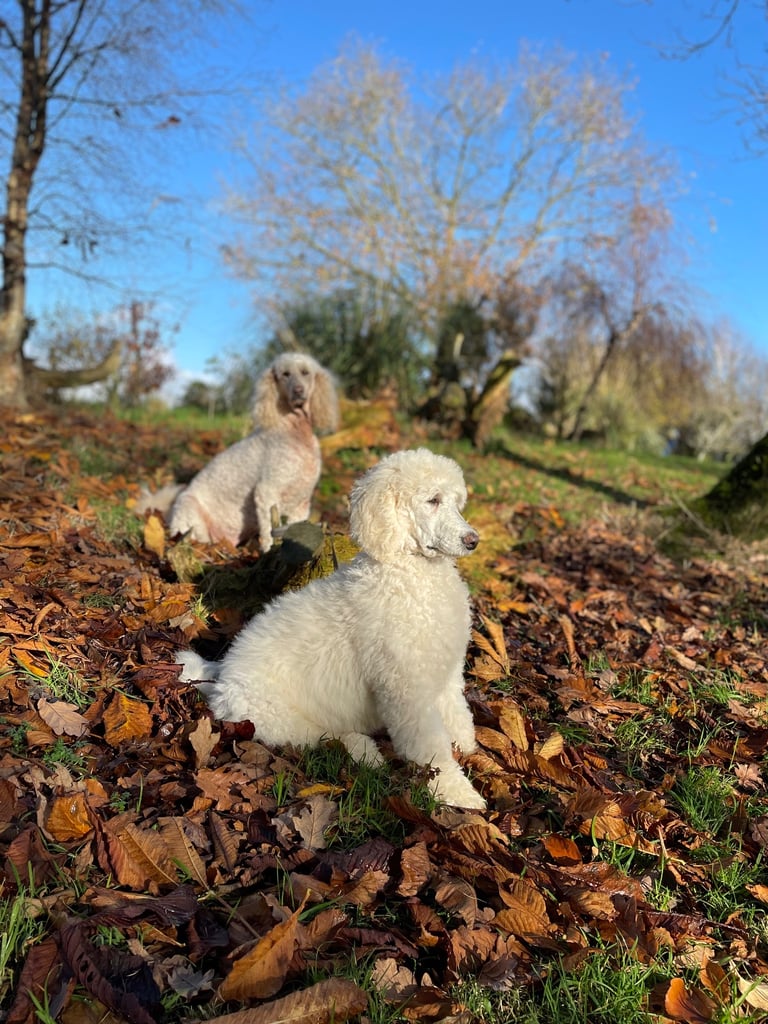 Standard poodle pup - one left