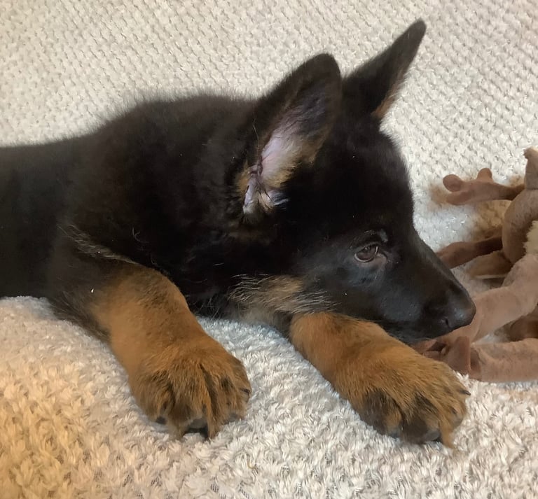 Stunning german male puppy . Ready to leave now vaccinated and vet checked