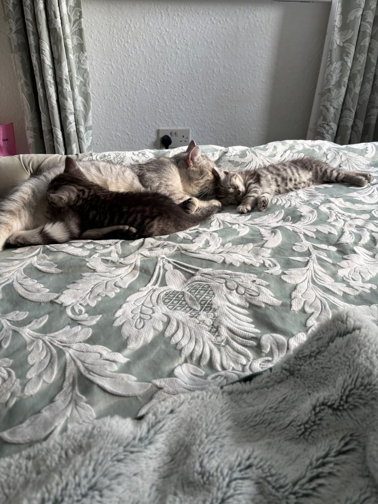 Silver tabby kittens